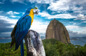 Tijuca Rainforest